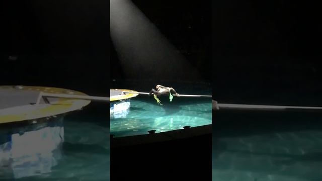 Животные, цирк на воде, Волгоград 26.01.19 смотреть онлайн