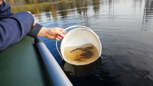 Рыбалка в Карелии летом, рыбы отказываются покидать ведро. смотреть онлайн