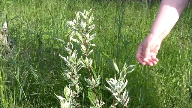 Бересклет и Дёрен Элегантиссима смотреть онлайн