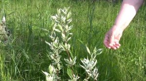 Бересклет и Дёрен Элегантиссима