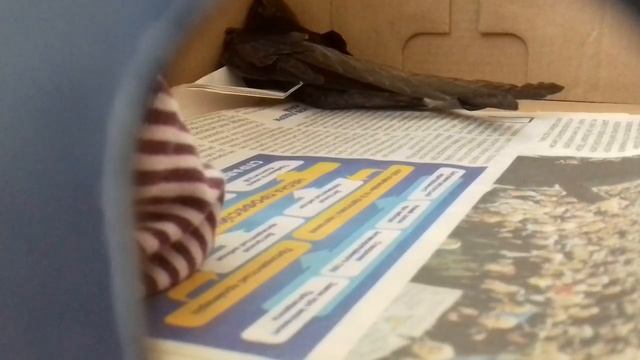 КАК СТРИЖ ЖИВЁТ В КОРОБКЕ!!! смотреть онлайн