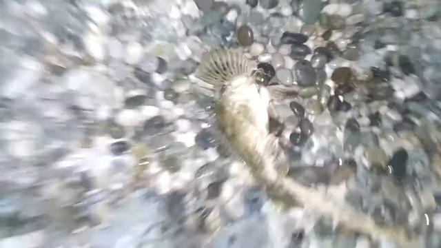 Рыбалка на черном море (часть 2) смотреть онлайн