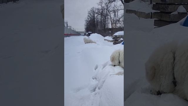 +79672457073 мао маремма мареммо-абруцкая овчарка смотреть онлайн