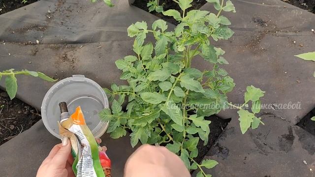 СРОЧНО в МАЕ! ВАЖНАЯ ПОДКОРМКА ТОМАТОВ после ЗАМОРОЗКОВ, и они ОЖИВУТ и Наберутся Сил и ЗАЦВЕТУТ! смотреть онлайн