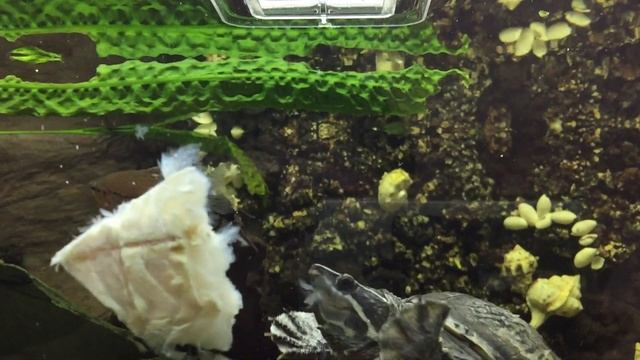 Кормление мускусной черепахи смотреть онлайн