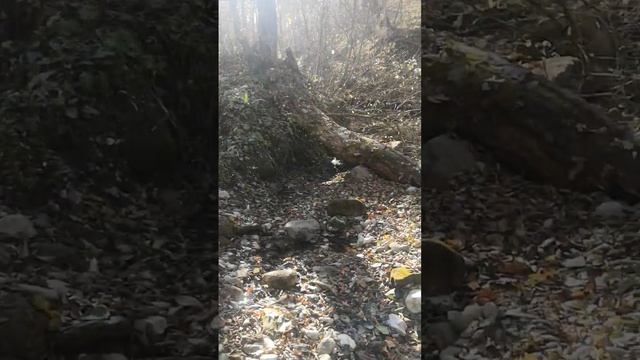 Родник в верховьях реки Нальчик смотреть онлайн