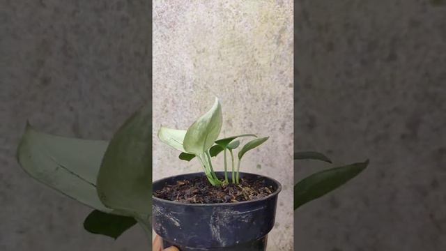 Scindapsus Treubii Moonlight Variegata Superstar