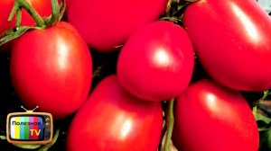 САМЫЕ УРОЖАЙНЫЕ СОРТА ТОМАТОВ (ЛУЧШИЕ СОРТА ТОМАТОВ)