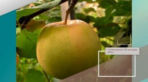 Яблоня Данила - обзор сорта