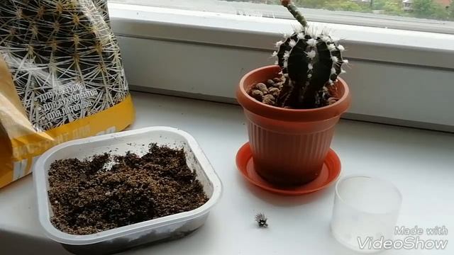 ?Размножение Гимнокалициума Детками./У маленького гимнокалициума - детка!!! смотреть онлайн
