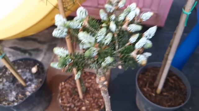 ?Большая распаковка!? Новинки редких хвойных вкусняшек в моём саду! ??1 июля 2023г смотреть онлайн