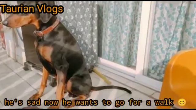 Doberman Breed | Funny Dog | Taurian Vlogs смотреть онлайн