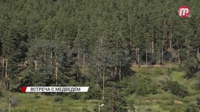 Грибники из Бурятии чудом убежали от медведя смотреть онлайн