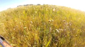 Охота на утку в Алтайском крае #1