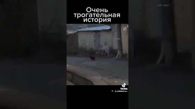 собака смотреть онлайн