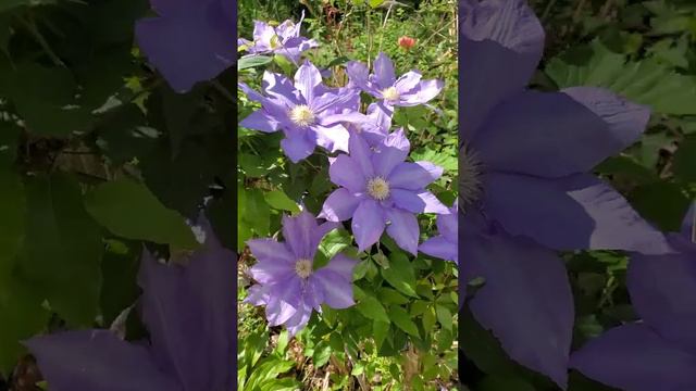 Клематисы. Clematis is blooming. смотреть онлайн