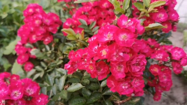 11.07.20Г.ЧАСТЬ 1 РОЗЫ. Саженцы были куплены в Орловском питомнике смотреть онлайн