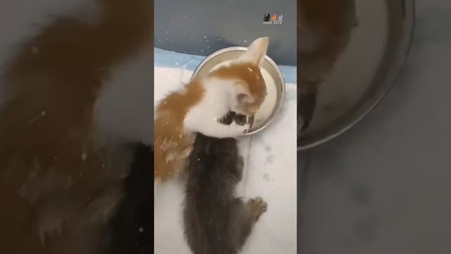 А котятам молоко, будут все здоровы!