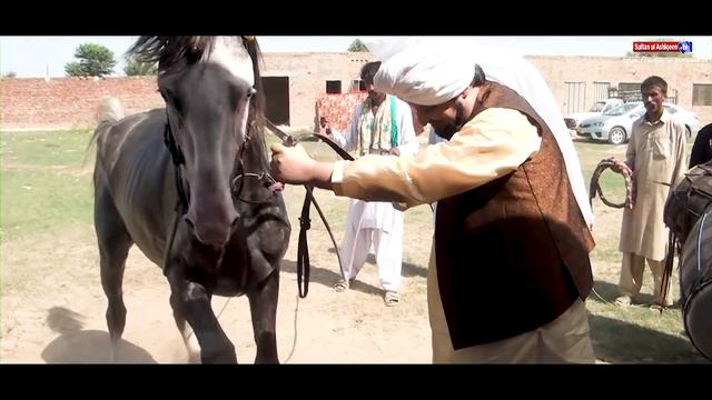 New Sufi kalam | Sufiana kalam in Urdu | New Manqabat |Sultan Najib Murshid Lajpal смотреть онлайн