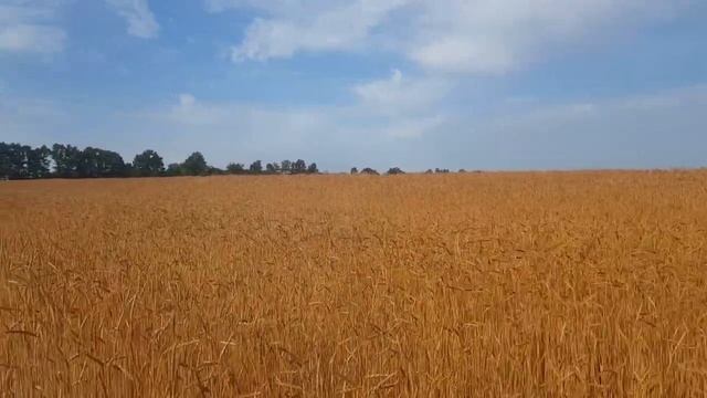 Спельта на полях СППК "Новая Заря" смотреть онлайн