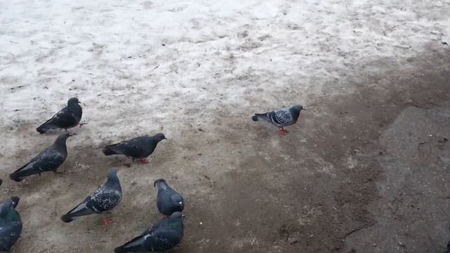 Feeding Birds Ostrich Peacock Кормим страуса павлина смотреть онлайн