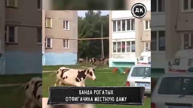 Стадо коров смотреть онлайн