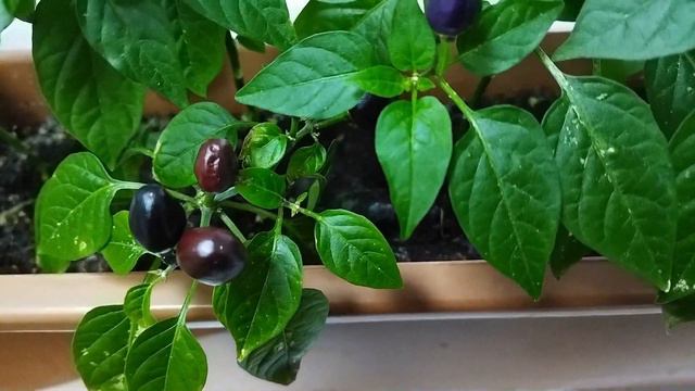 ПЕРЕЦ КОМНАТНЫЙ ГОРЬКИЙ (Chilly Chili Ornamental Pepper Plant)