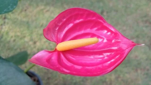 anthurium wagawa | ඇන්තූරියම් වර්ග විකිණීමට | anthurium plants | bankok anthurium flower plant смотреть онлайн