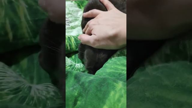 Ласковый кролик смотреть онлайн