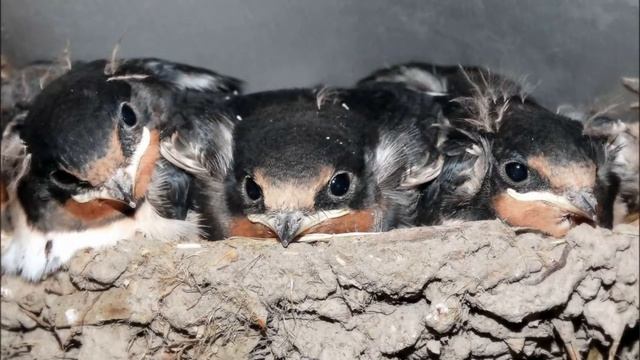 К. Д. Ушинский. Рассказ "Ласточка" (читает ДемянкоТ.В) смотреть онлайн