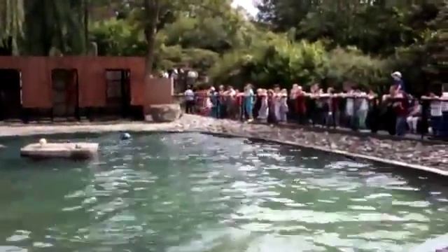 Плавающие тюлени в зоопарке смотреть онлайн