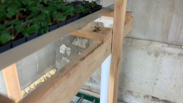 РАССАДА МУРАНО ГОТОВА К ЗАМОРОЗКЕ. ПРИЕХАЛА РАССАДА ФРИГО | Зимовка клубники смотреть онлайн