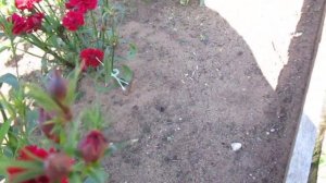 Гвоздика турецкая многолетняя серия Династия