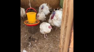 Индюки грейд мейкер 5 месяцев