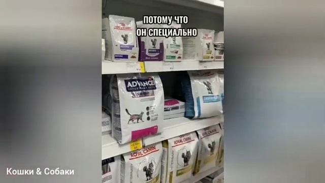 Как правильно кормить кошку? смотреть онлайн