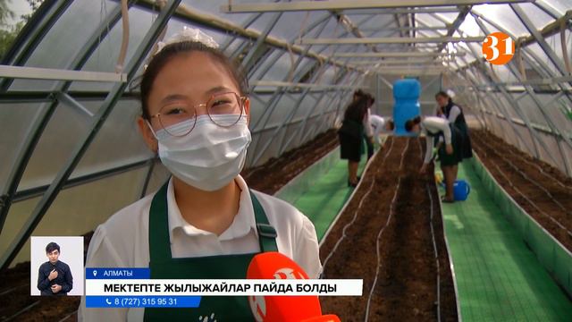 Алматылық оқушылар енді өздері көкөніс егіп, жемісін жинай алады смотреть онлайн