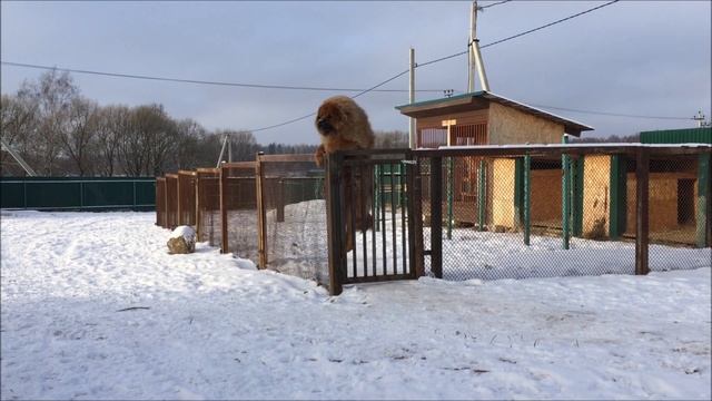 Тибетский Мастиф который смог))