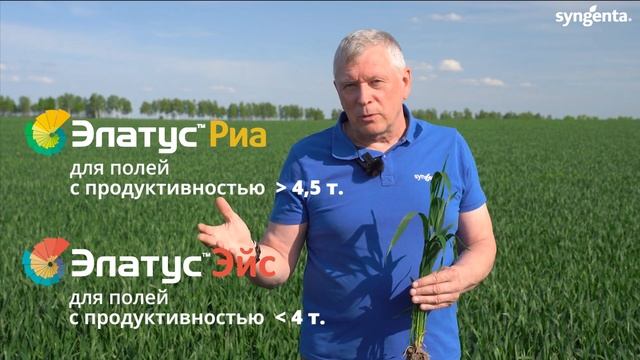 Фунгициды на пшенице. Длительная и эффективная защита. Элатус Риа и Элатус Эйс в фазу флаг-лист. смотреть онлайн
