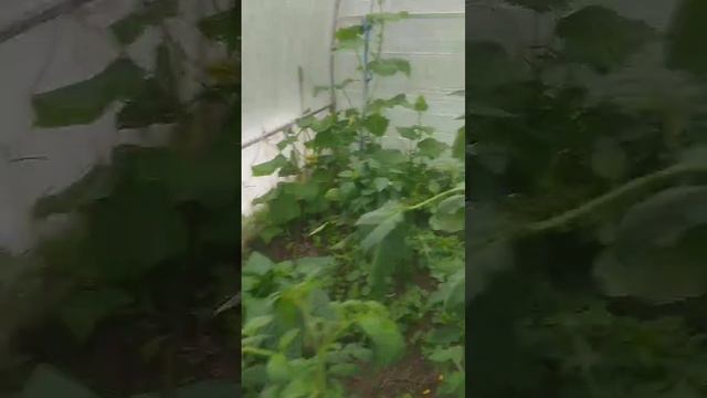 Ливень загнал в теплицу