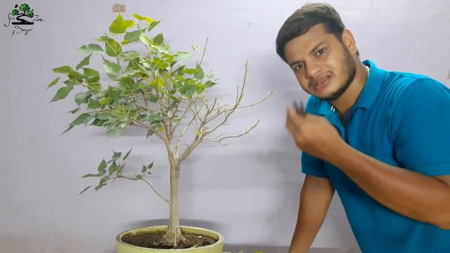 How to Defoliate Bonsai Trees|All About Defoliation Tutorial தமிழில்|Peepal Tree Bonsai #Defoliatio смотреть онлайн