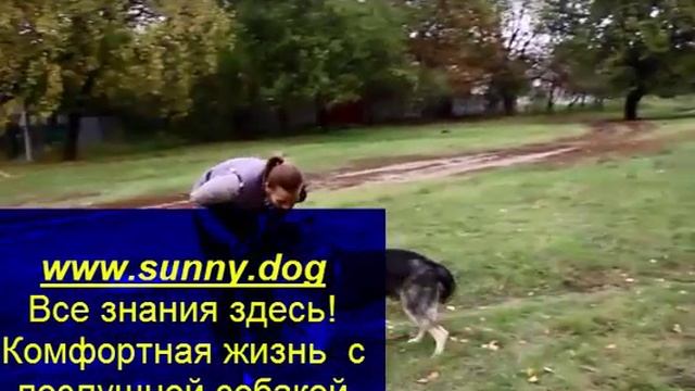 Учим немецкую овчарку приносить аппортировку смотреть онлайн