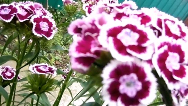 Песня - подарок любимой жене на день рождения. Автор стихов и музыки В. Черкис. смотреть онлайн