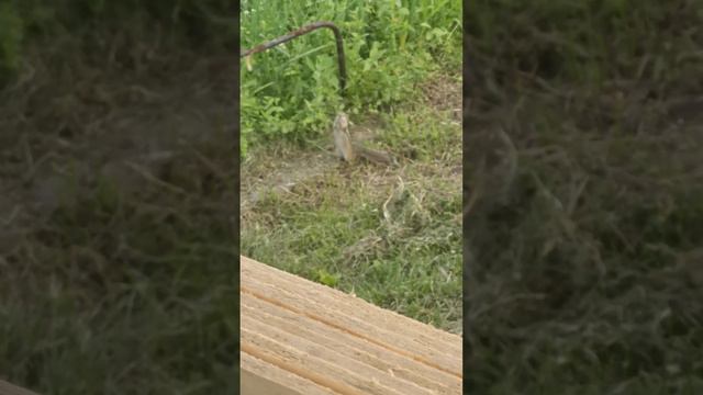 Бурундук ест странную траву аж голову сносит. смотреть онлайн