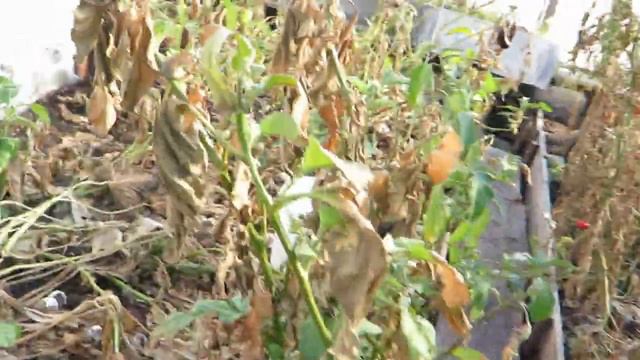 Дальний Восток Охотское море Жизнь в лесу Осень с отпуска вернулся закрываем урожай ч40 25 сентября смотреть онлайн