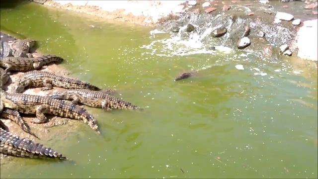 ШОК !!!Парк крокодилов.