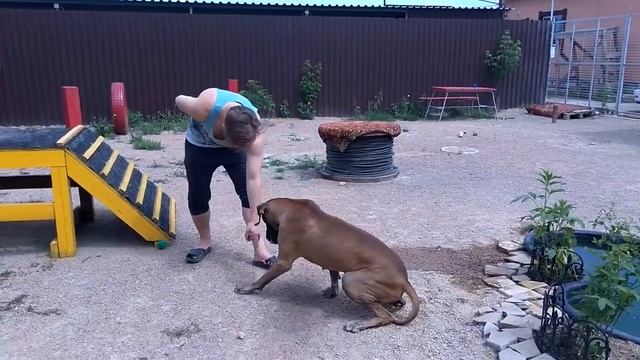 Студенты НГАУ проходят практику в ЦСиВЖ «Территория Животных». смотреть онлайн