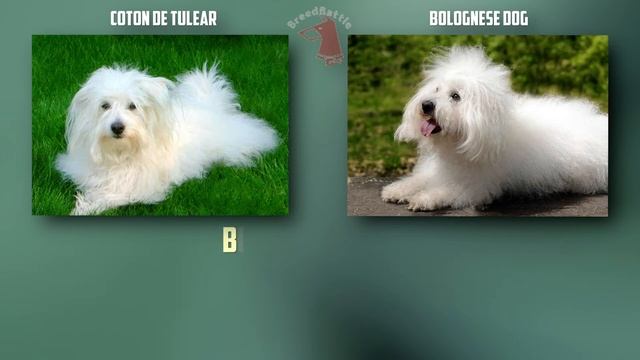 Coton de Tulear VS Bolognese dog - Breed Comparison - Bolognese dog and Coton de Tulear Differences смотреть онлайн