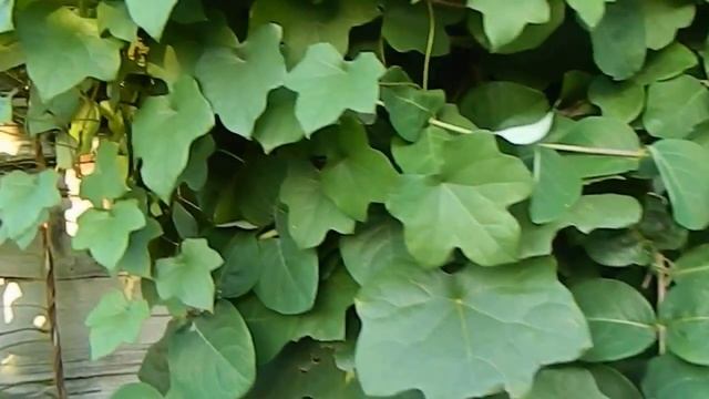 Луносемянник, каприфоль... и что-то еще смотреть онлайн