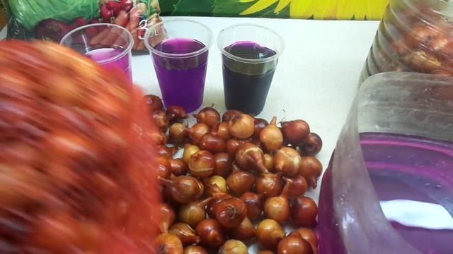 ГОТОВЛЮ ЛУК К ПОСЕВУ. ЧЕТВЕРТЫЙ ЭТАП - ОБРАБОТКА ОТ БОЛЕЗНЕЙ МАРГАНЦОВКОЙ. Ольга Чернова. смотреть онлайн