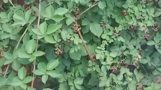 Поспела ежевика.Безшипная садовая ежевика.Собираем ежевику.Самара.26 июля 2021 года. смотреть онлайн